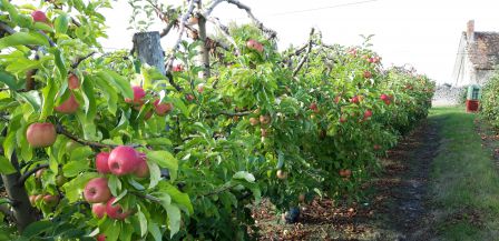 Vente directe de pommes à Mont-près-Chambord dans le Loir-et-cher (41)